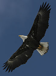 bald eagle