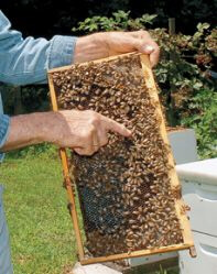 bees