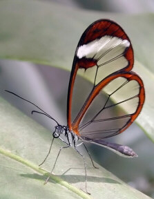 nature's beauty
