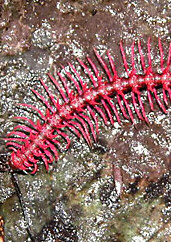 millipede