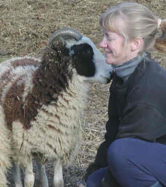 sheep