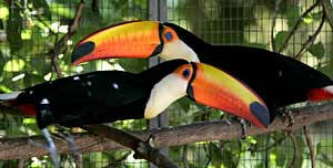 toucans