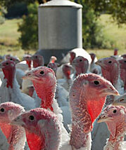 turkey farm